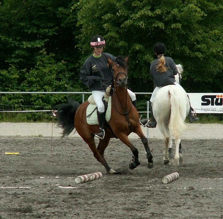 Anden særlig race Engtofts Bonita - 3-2-1 RID! landsfinalerne i gonygames 2010 på Vilhelmsborg =) billede 16