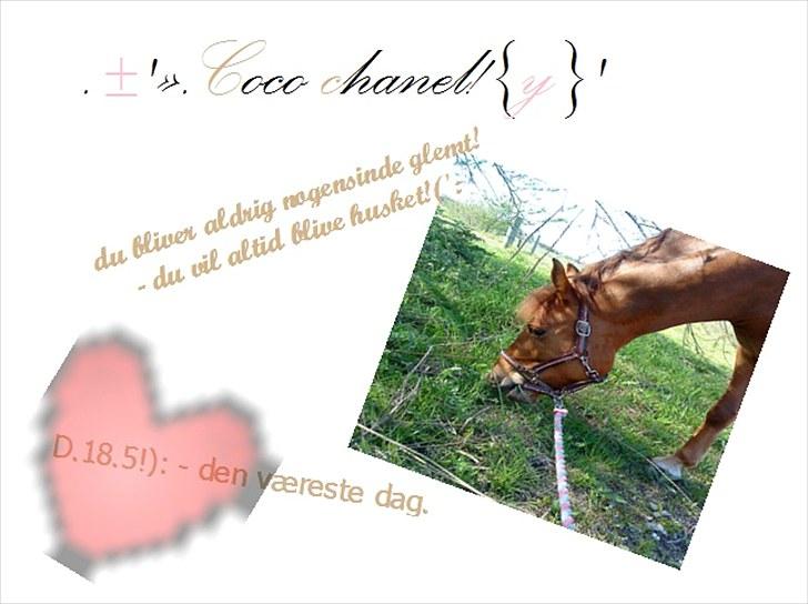 Anden særlig race coco chanel. R.I.P - s;. billede 14