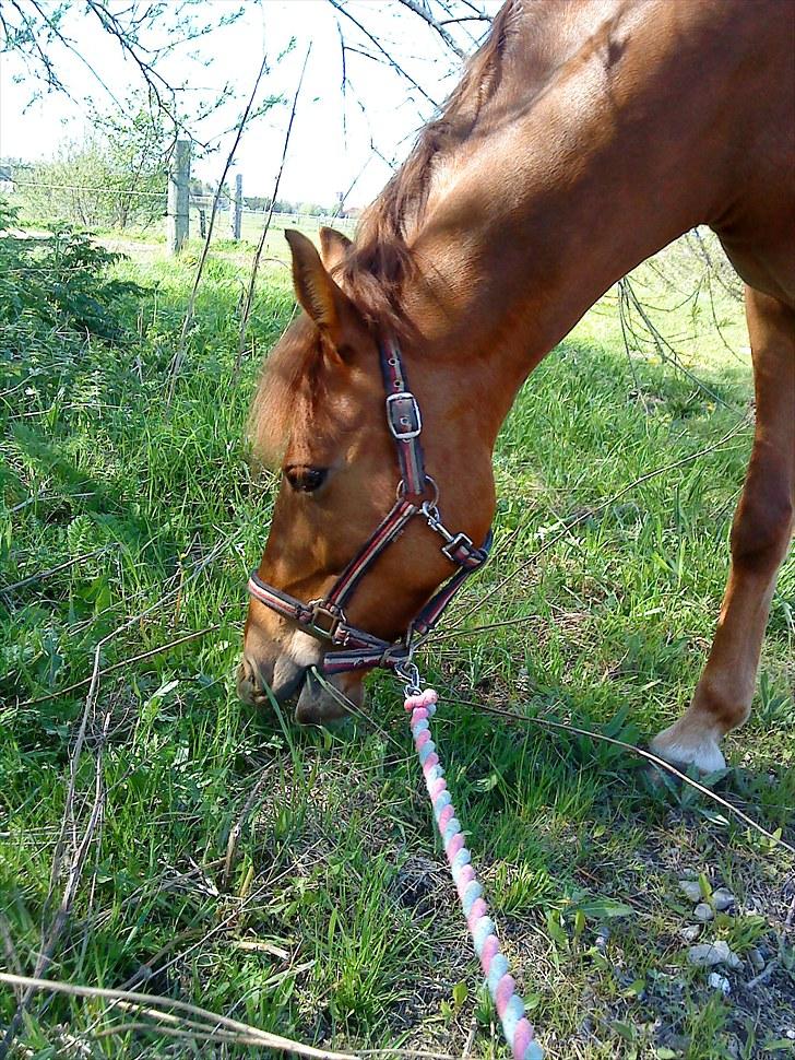 Anden særlig race coco chanel. R.I.P - s; billede 16
