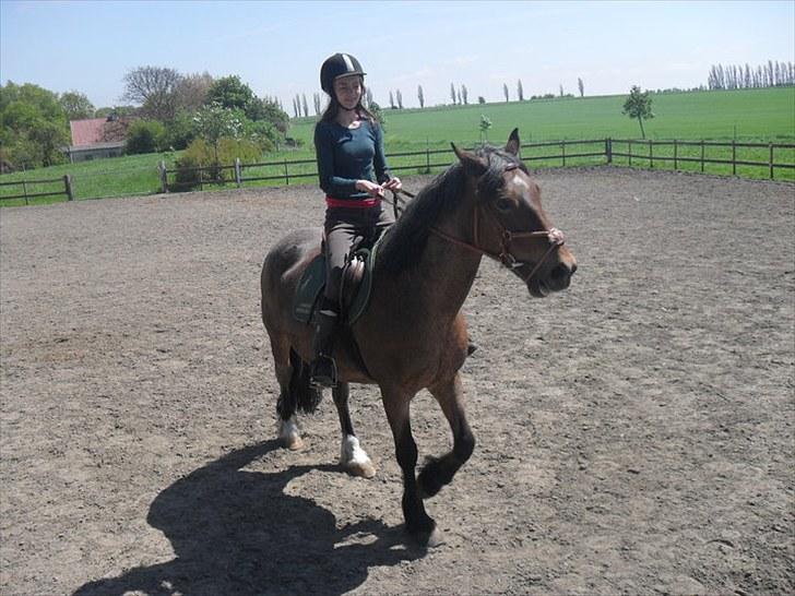 Irish Cob Verbena Savnet. Tidl part - Vi skal lige prøve vores nye trense:) Fotograf: Nicoline Mikkelsen :) billede 18