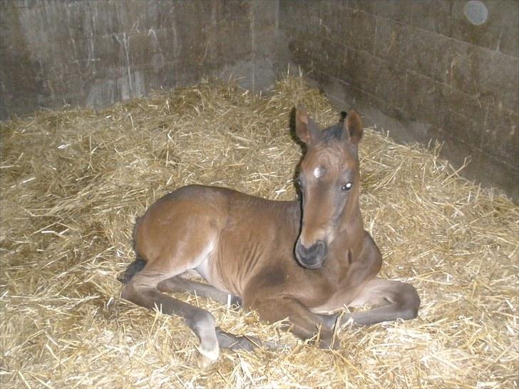 Trakehner Graversgaards Senna billede 1