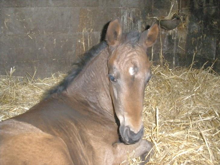 Trakehner Graversgaards Senna billede 2
