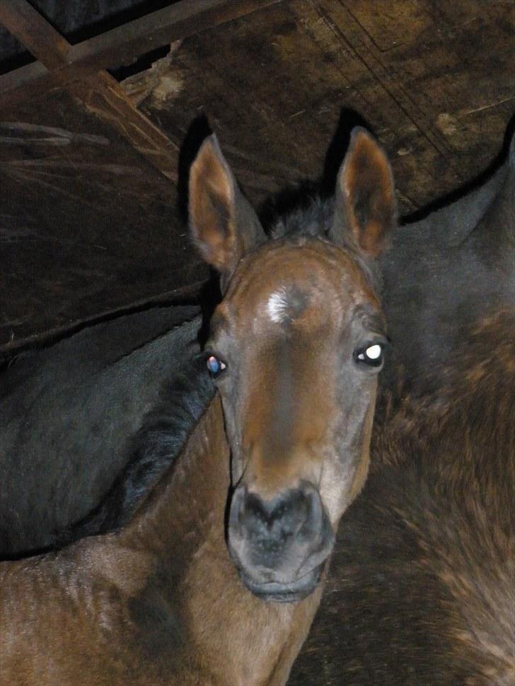 Trakehner Graversgaards Senna billede 4