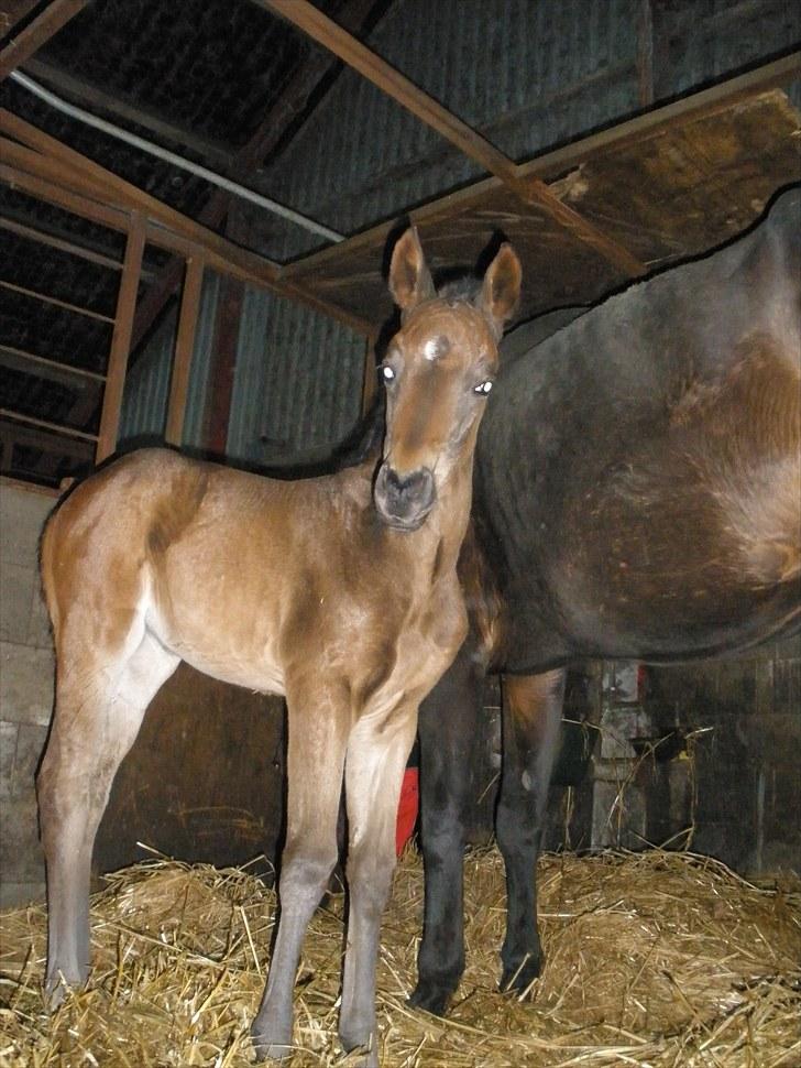 Trakehner Graversgaards Senna billede 5