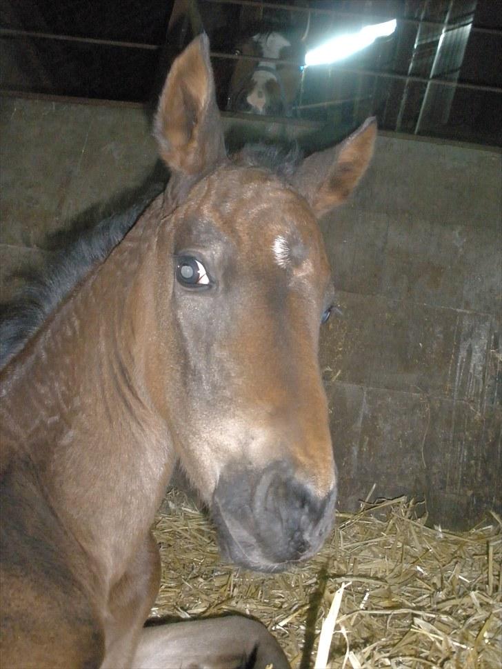 Trakehner Graversgaards Senna billede 6