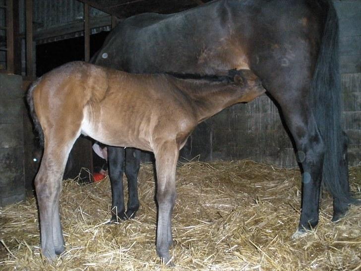 Trakehner Graversgaards Senna billede 7