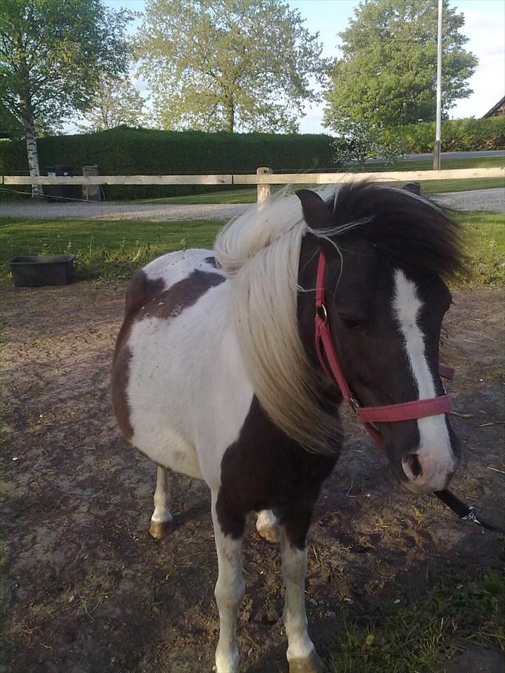 Anden særlig race Diva billede 18