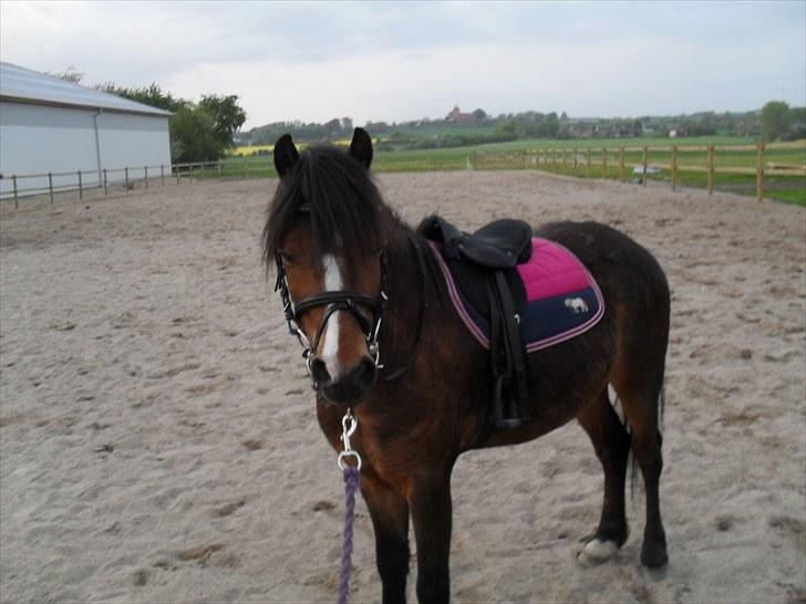 Anden særlig race spirit billede 8