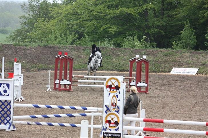 Anden særlig race Hedevangs Bucky  billede 8