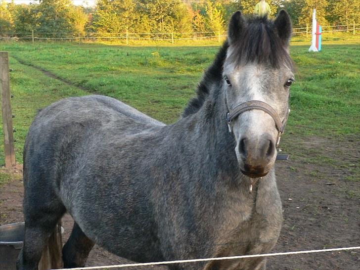 Welsh Pony (sec B) Lukas - " Hvad laver i?" spøg han om
Lidt gammelt billede, i kan se at han er meget mere lys nu, han har også et anderledes ansigt nu syns i ikke? billede 6