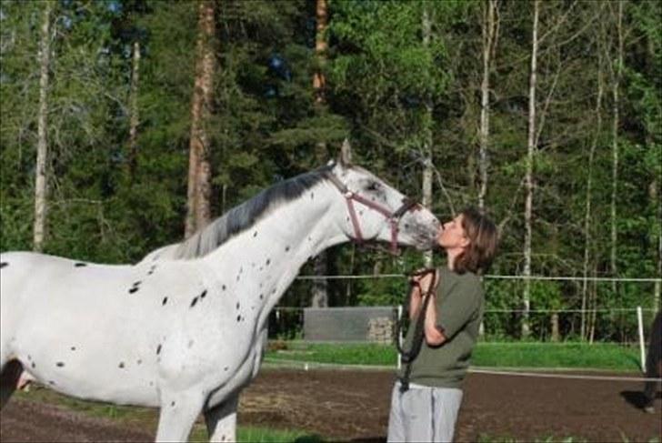Knabstrupper Calexico af Halkærgaard solgt billede 18