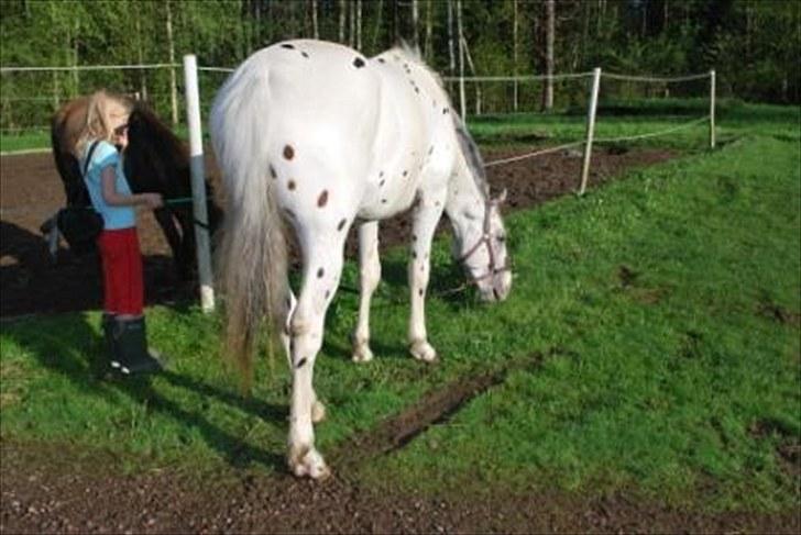 Knabstrupper Calexico af Halkærgaard solgt billede 19