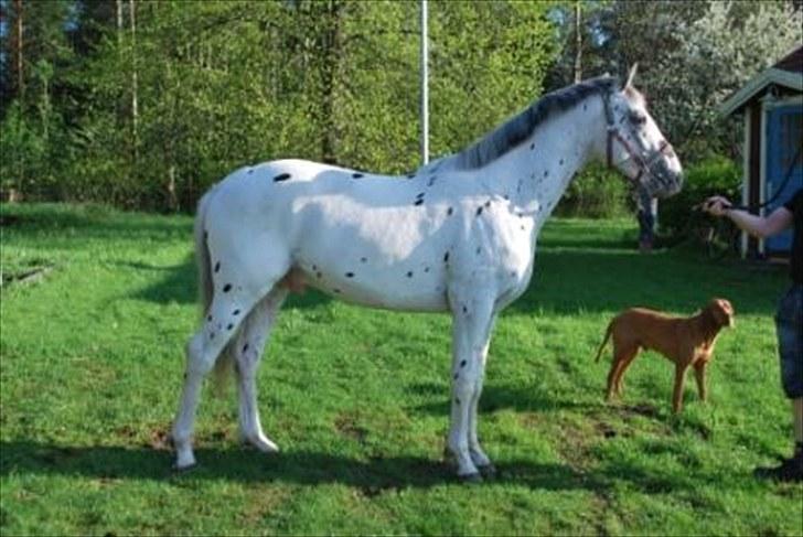 Knabstrupper Calexico af Halkærgaard solgt billede 20