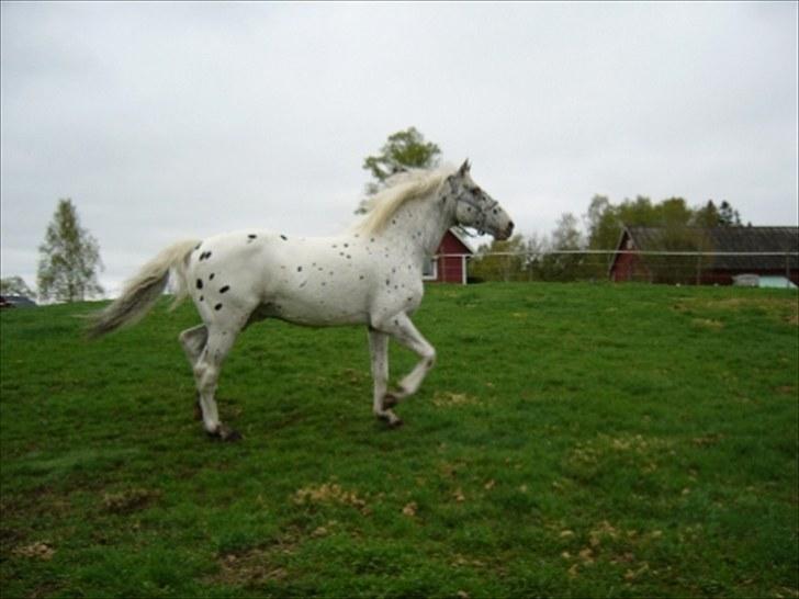 Knabstrupper Perikles Christinelyst RIP billede 9