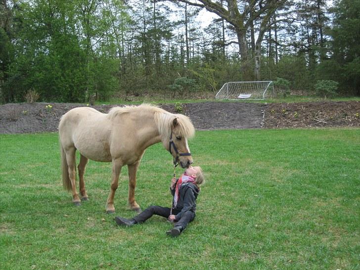 Islænder Sif "SOLGT" - Hygge efter ridetur billede 14