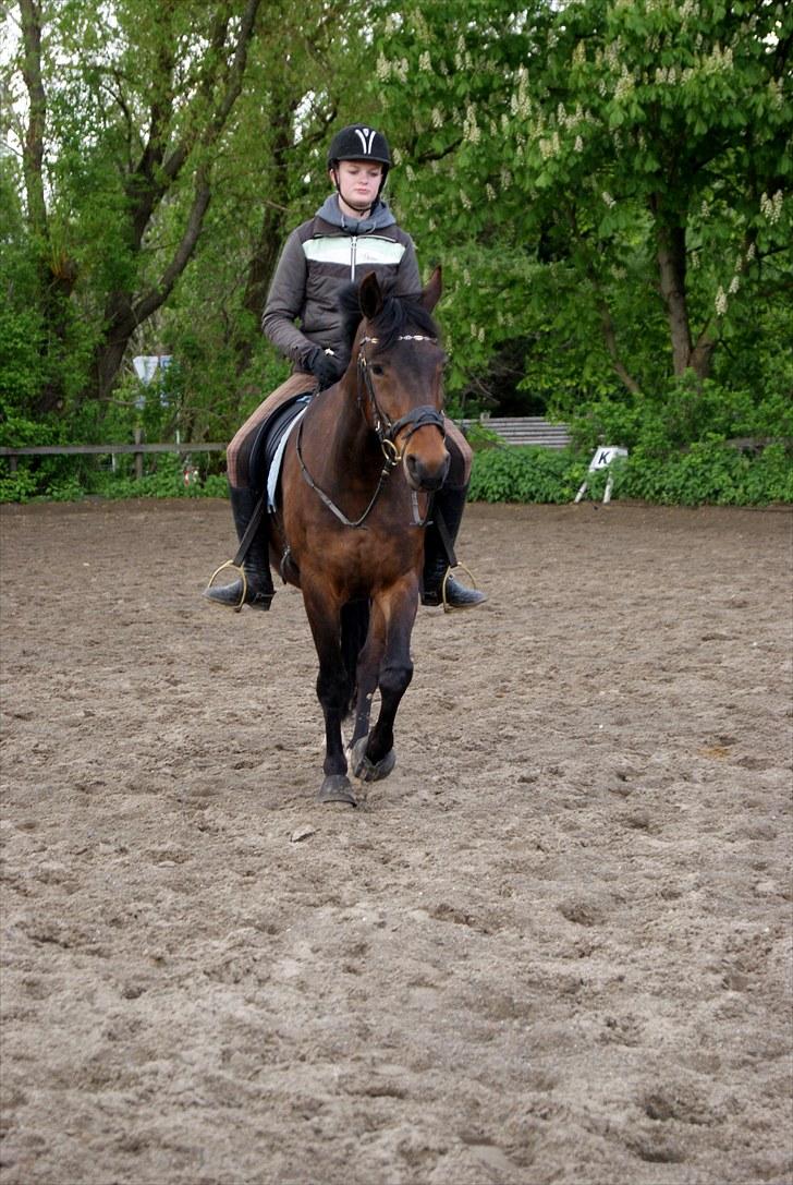 Anden særlig race Cheval *Låne pony* :D - Åhh :b billede 2