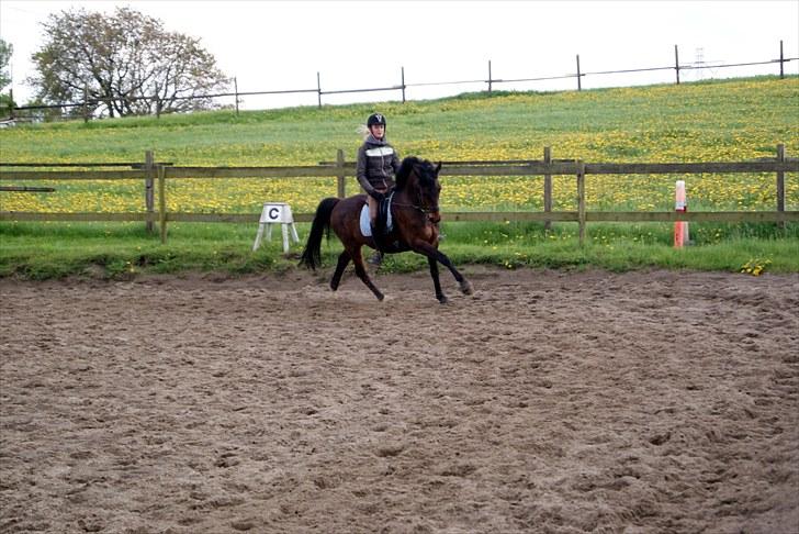 Anden særlig race Cheval *Låne pony* :D - Første galop i laaaaaangtid :D billede 5