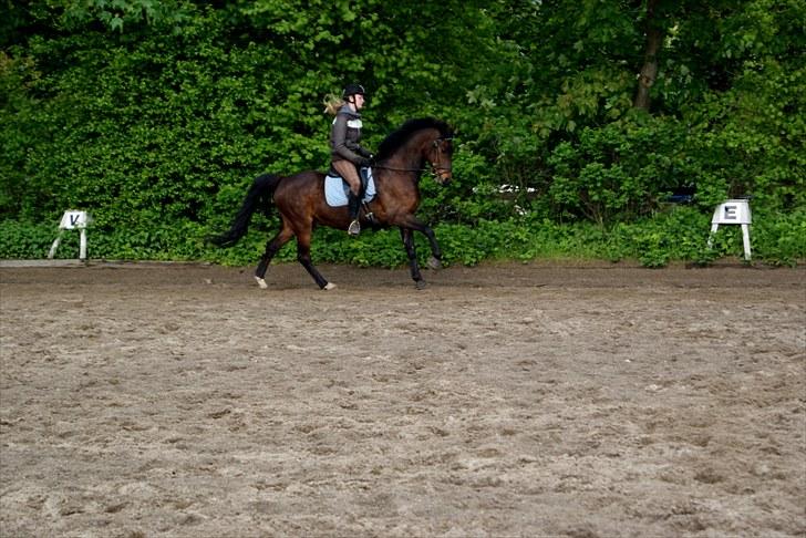 Anden særlig race Cheval *Låne pony* :D billede 6