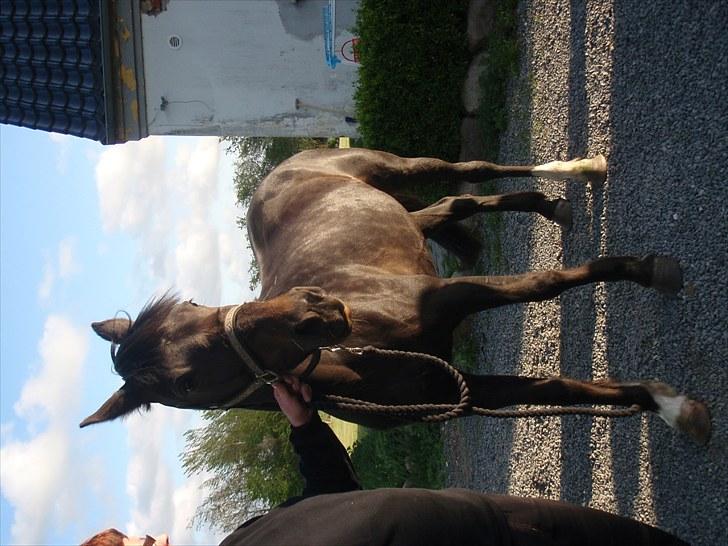 Traver Kildens Josephine Bøg - Josephine billede 5