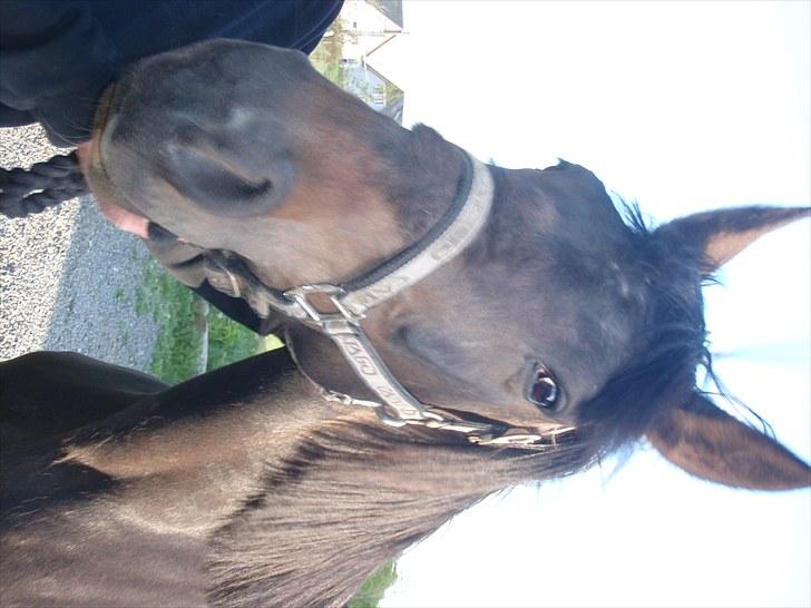 Traver Kildens Josephine Bøg - Josephine billede 7