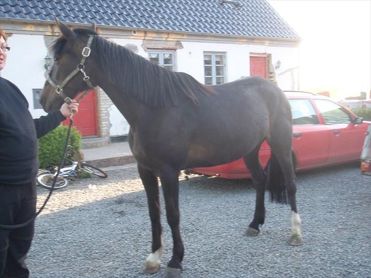 Traver Kildens Josephine Bøg - Josephine billede 8