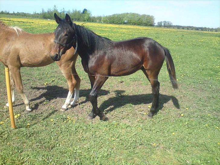 Traver *Select T* - Select er på dette billede 11 måneder, han bliver en ordentlig krabat når han er udvokset!!! billede 12