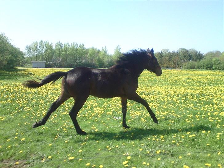 Traver *Select T* - Fuld fart frem, dog i falske gangart, men fint billede.... billede 13