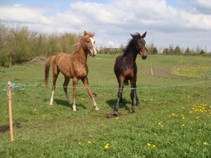 Traver *Select T* - Og drengen fik sig en "lege-kammerat"!! billede 14