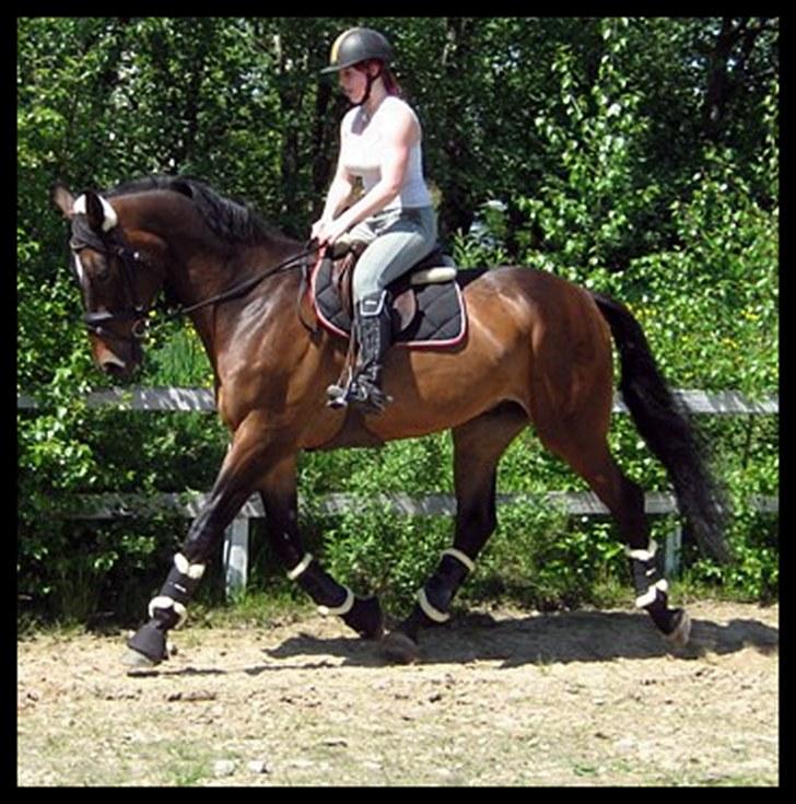 Anden særlig race Spangbogaards Felix (Red) billede 2