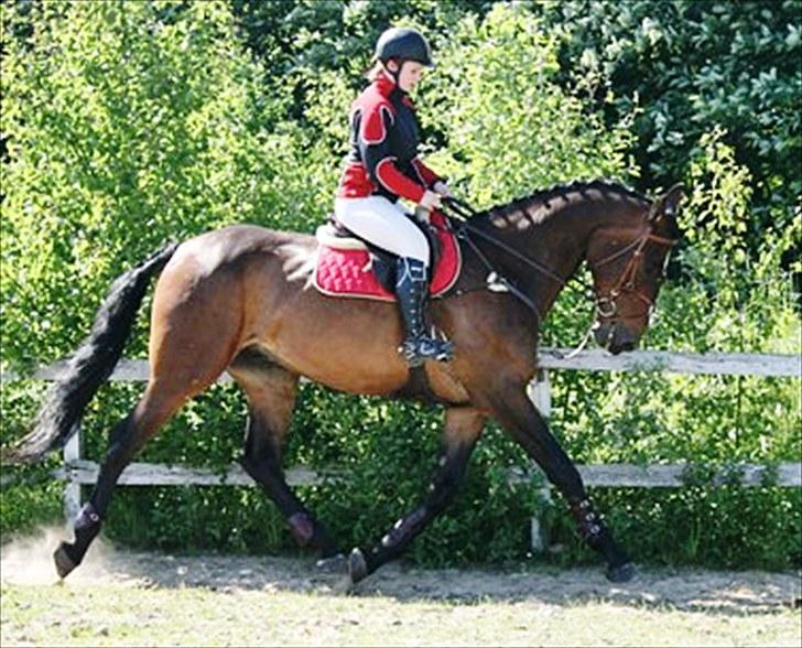 Anden særlig race Spangbogaards Felix (Red) billede 5