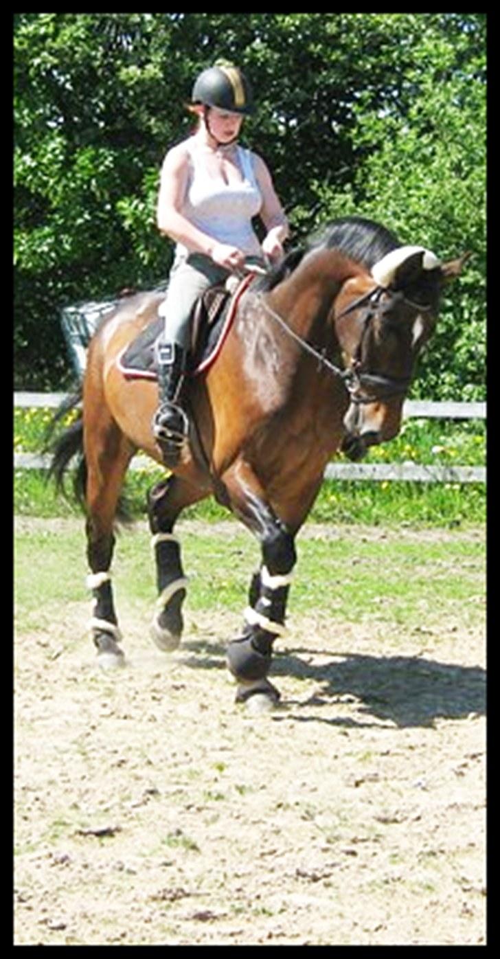Anden særlig race Spangbogaards Felix (Red) billede 6