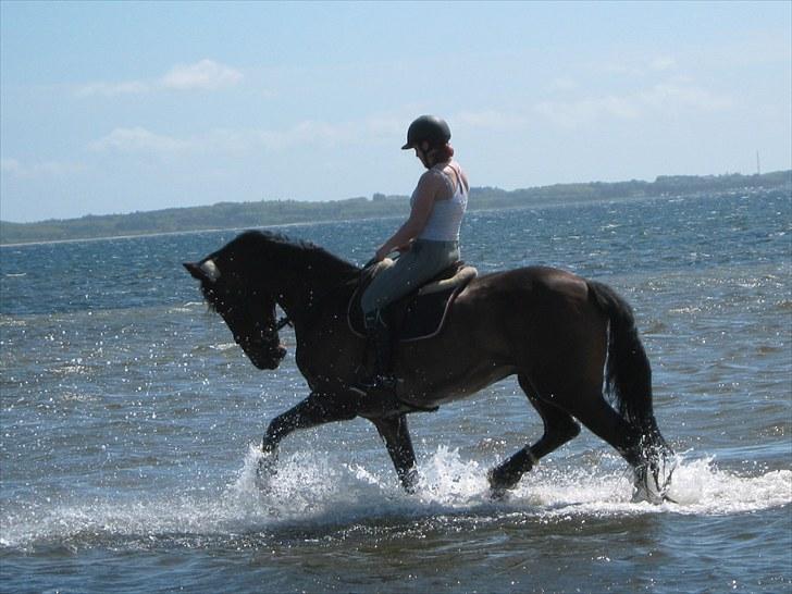 Anden særlig race Spangbogaards Felix (Red) - godt billede men synd han går så meget under :/ billede 11