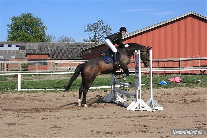 Anden særlig race Tacha af tofthøj mølle.  billede 16