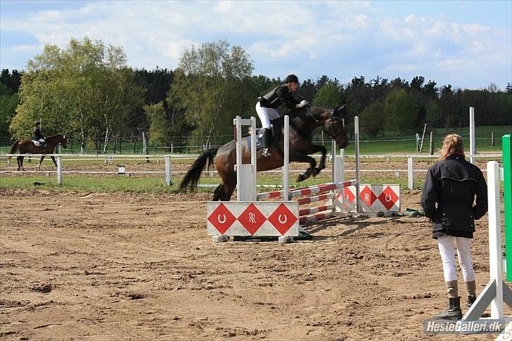 Anden særlig race Tacha af tofthøj mølle.  billede 17