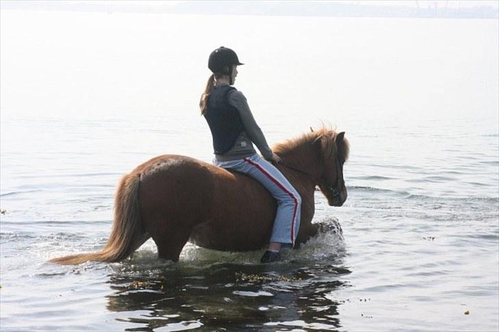 Islænder Rós fra Sauðanesi - for første gang rós er ude i vandet :D  billede 17