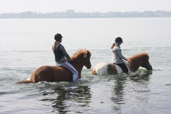 Islænder Rós fra Sauðanesi - Ude i vandet med Line og Kemba :) billede 18