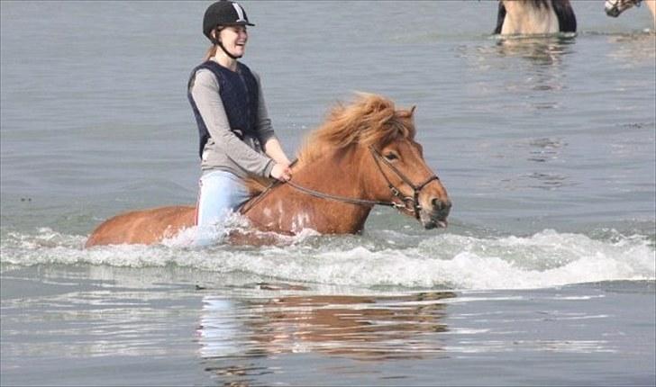 Islænder Rós fra Sauðanesi - Første gang Rós var ude og svømme :D  billede 20