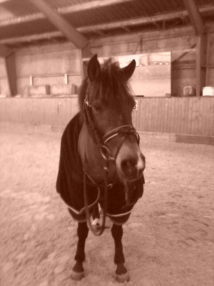 Anden særlig race Sylle<3 | Solgt | :'( billede 5