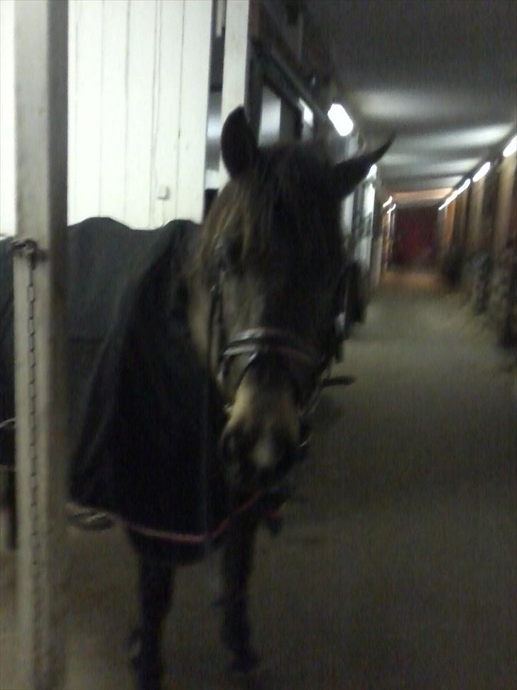 Anden særlig race Sylle<3 | Solgt | :'( billede 7