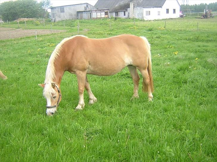 Haflinger Koldbakkens Hertz billede 11