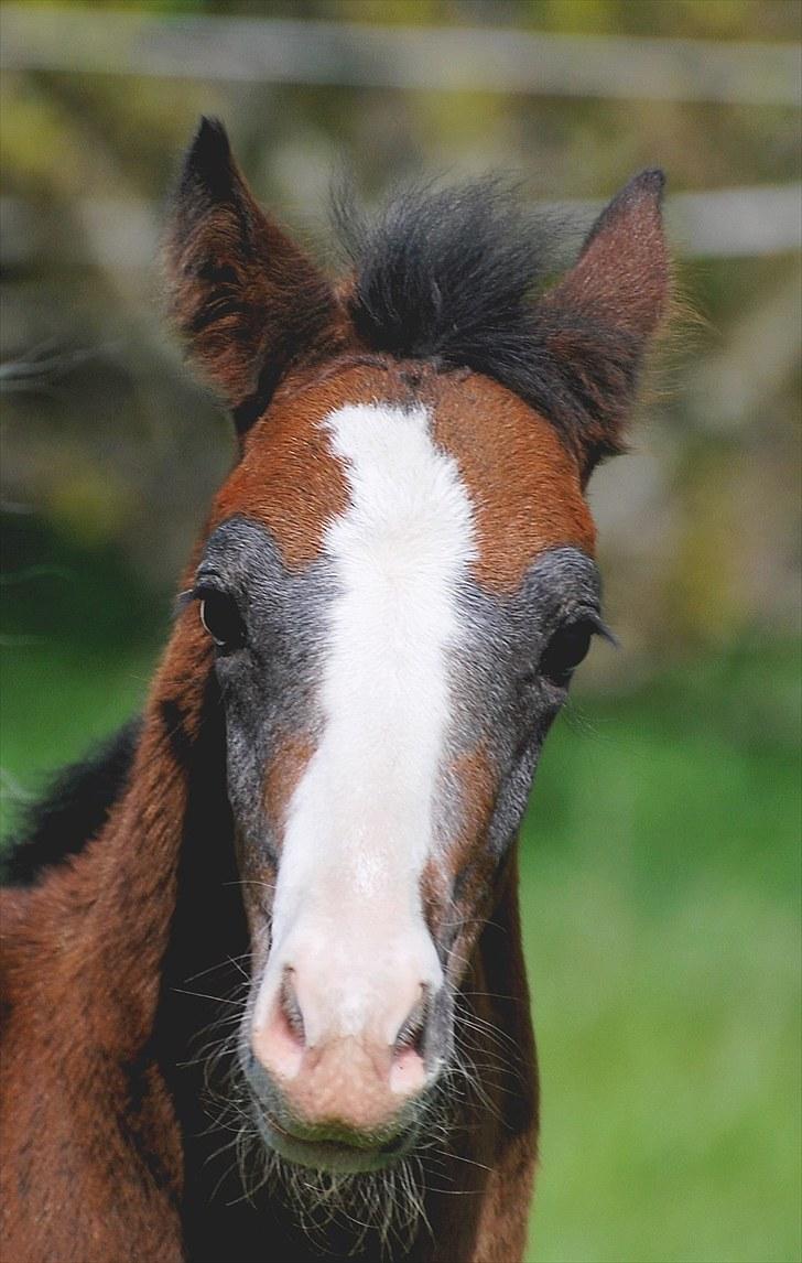 Welsh Partbred (Sec F) My Queenie - SOLGT billede 19