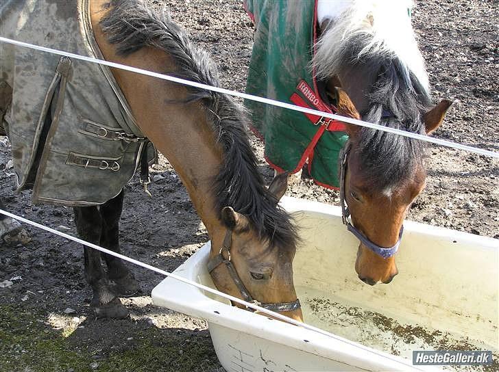 Anden særlig race Ponnie B-pony - På fold sammen med splint. Gammelt billede. billede 3