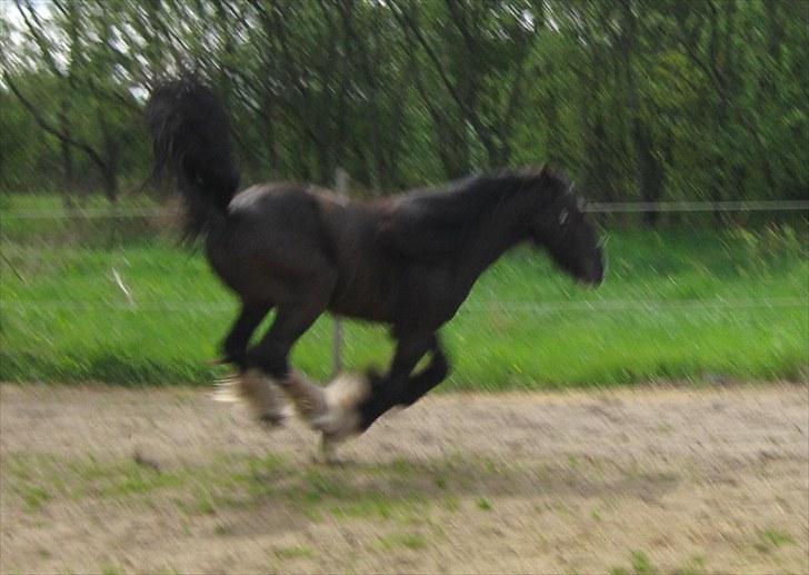 Tinker Joey Mac Nessa - Maj 2010 billede 8