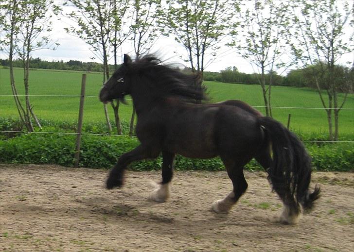 Tinker Joey Mac Nessa - Maj 2010 billede 9