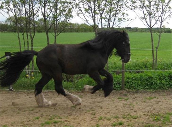 Tinker Joey Mac Nessa - Maj 2010 billede 10