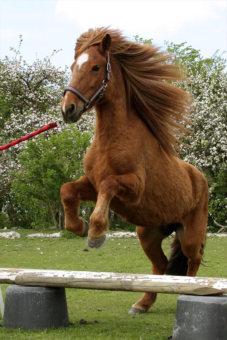 Islænder Bergdis Frá Króki - Den lille pige kan også springe.  billede 11