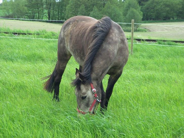 Connemara Goldie - Det grønne græs, din frihed, det gør mig glad indeni :´) <3 billede 6