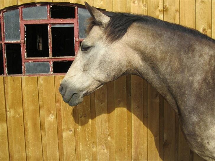 Connemara Goldie - Du er smukkere end folk tror! <3 billede 7