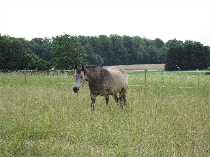 Connemara Goldie - Du nyder din frihed på marken! Jeg nyder dit selskab når jeg er alene. <3 ;* billede 8