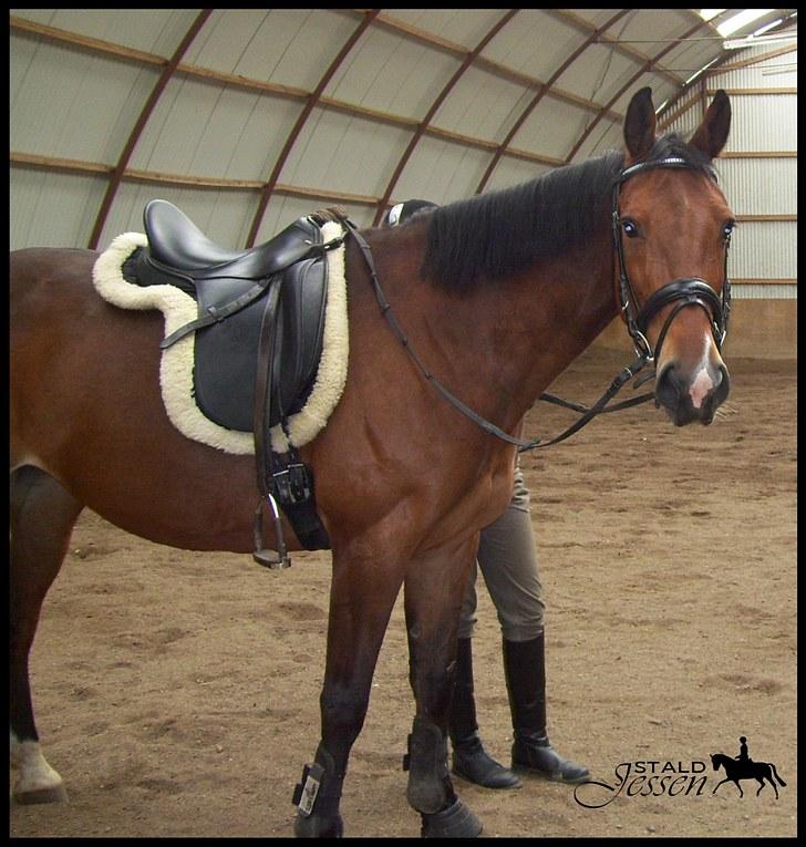 Anden særlig race Mulan billede 11